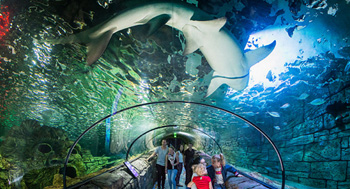 Sydney Sealife Aquarium